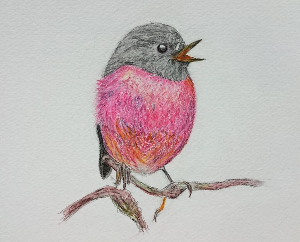 セグロサンショクヒタキ pink robin