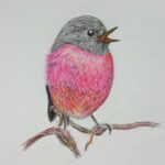 セグロサンショクヒタキ pink robin