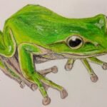 アマガエル tree frog