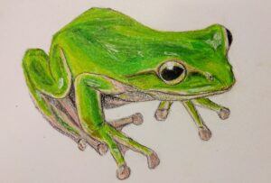 アマガエル tree frog