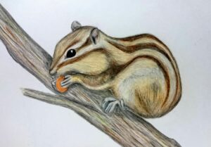 シマリス Chipmunk