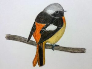 ジョウビタキ Daurian Redstart