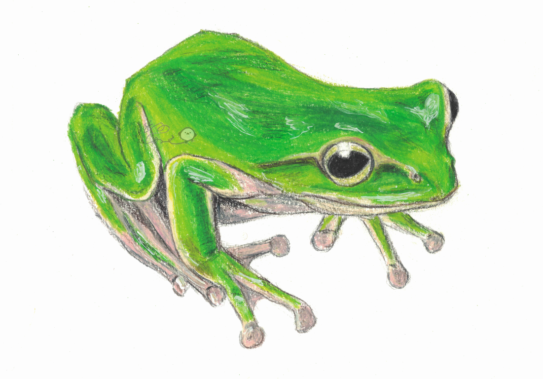 アマガエル Tree Frog 雨蛙